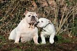 BULLDOG ANGLAIS 060